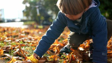Çocuk sonbaharda yerden kuru yapraklar toplar. Ceket giyen küçük bir çocuk sonbahar sezonunun keyfini çıkarıyor, çocukluk oyunu