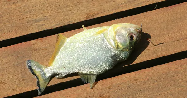 Fish out of water caught