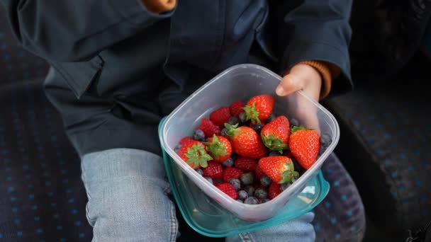 小孩手拿着草莓和蓝莓坐在旅行容器里 一边吃着健康的水果 — 图库视频影像