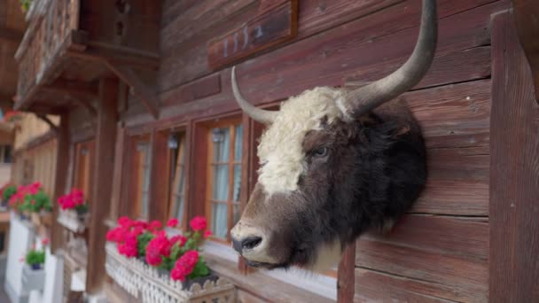 スイスのシャレーで角がぶら下がっているブル 動物のタクシーデコレーション スイスの伝統的な素朴な農家小屋の装飾 — ストック動画