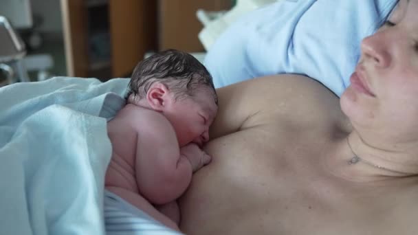 母親の胸に休む新生児は 赤ちゃんの人生の最初の数分 病院の診療所で出産直後に皮膚との接触を強調しています 人間の誕生 — ストック動画