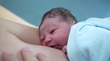 Yeni doğan bebek, hastane kliniğinde hayatının ilk dakikalarında emzirmeye çalışır.