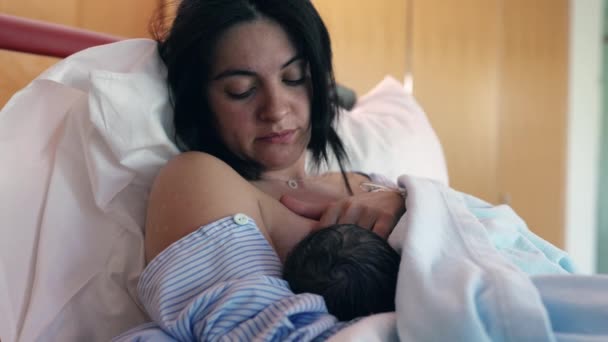 Nova Mãe Amamenta Seu Bebê Recém Nascido Hospital Após Parto — Vídeo de Stock