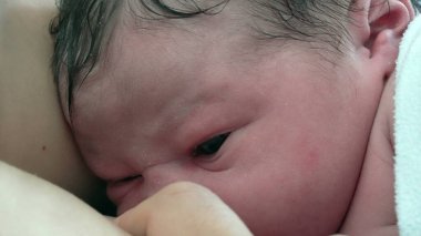 Doğumdan hemen sonra emzirmeye çalışan yeni doğan bebeğin yakın plan yüzü, doğum kavramı ve annelik bakımı.