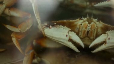 Yengeç pençelerine yakın çekim, keskin dokularını ve detaylarını vurgulayarak, bulanık sualtı arka planına sahip. Deniz kabuklularının dayanıklılığını ve yapısını vurgulayan detaylı bir bakış açısı