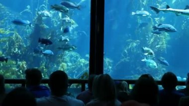 İnsanlar su altı akvaryumunu gözlemliyor. Aralarında köpekbalığının da bulunduğu çeşitli balık türlerinin olduğu bir sergi. Yosun arasında yüzmek, deniz yaşamının mucizesini yakalamak ve akvaryumun eğitici değerini yakalamak.