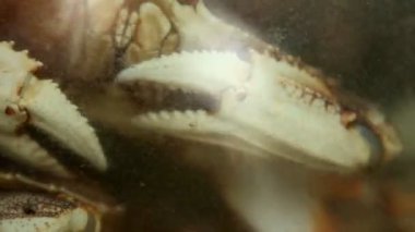 Çoklu yengeç pençelerine yakın plan, karmaşık detaylara ve dokulara odaklanma, arka planda yumuşak bir bulanıklık. Deniz yaşamının bir çalışması kabuklu deniz pençelerinin gücünü ve şeklini gösteriyor.