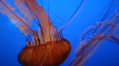 Bir kaç büyük denizanası, dokunaçları arkada, mavi bir su tankında sürükleniyor. Deniz yaşamının sakin bir görüntüsü, denizanalarının güzelliğini ve hareketlerini gözler önüne seriyor.