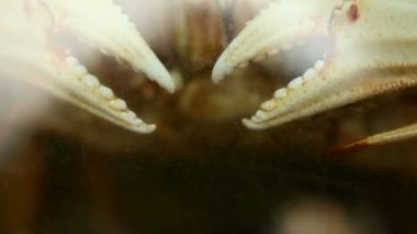 Yengeç pençelerine yakın çekim, karmaşık detaylara ve dokulara odaklanma, arka planda yumuşak bir bulanıklık. Deniz yaşamının bir çalışması kabuklu deniz pençelerinin gücünü ve şeklini gösteriyor.