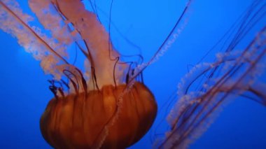 Bir kaç büyük denizanası, dokunaçları arkada, mavi bir su tankında sürükleniyor. Deniz yaşamının sakin bir görüntüsü, denizanalarının güzelliğini ve hareketlerini gözler önüne seriyor.