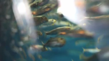 Derin mavi okyanusta birlikte yüzen bir balık sürüsü büyüleyici ve sıvı bir sualtı sahnesi yaratıyor. Balıklar uyum içinde hareket ediyor. Deniz yaşamının güzelliğini ve senkronizasyonunu sergiliyorlar.