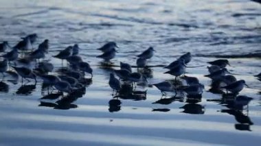 Kıyı kuşları, sular çekildiğinde ıslak kumda avlanırlar. Yansımaları sığ sularda görülür. Şafak veya alacakaranlıkta sakin bir sahil manzarası oluştururlar.