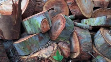 Ormanda yeni kesilmiş ağaç gövdesi yığını, doğal ahşap dokusu ve ağaç halkaları sergileniyor, ağaç kabuğu ve yeşillik bir orman ortamında görülebiliyor.