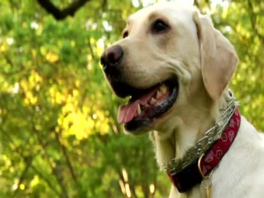 Mutlu bir Labrador Retriever 'ın yakın planında ağzı açık, nefes nefese ve yana doğru bakıyor. Köpek yeşil yapraklarla çevrili açık havada eğleniyor.