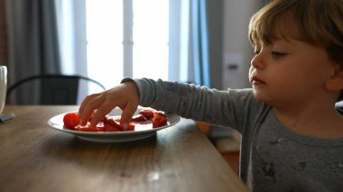 Küçük çocuk çilek yiyor. Çilek toplayan çocuk