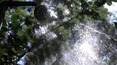 1000 fps 'te yavaş çekimde bir duş başlığından güneş ışığı fışkırıyor, titreyen damlacıkları ve dinamik akışı yakalıyor, yemyeşil bir zemin üzerine kuruluyor, suyun ferahlatıcı güzelliği.