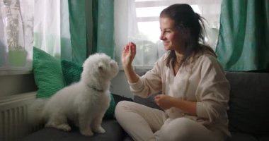 Küçük beyaz köpekle iç mekanda etkileşim halinde olan bir kadın, rahat ev ortamında eğlenerek besleniyor, minderlerle ve parlak pencerelerle çevrili.