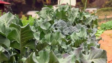 Düzgün sıralarda yetişen yapraklı yeşil sebzeler, organik tarım, sürdürülebilir tarım, taze üretim, kırsal bahçe, sağlıklı gıda üretimi.