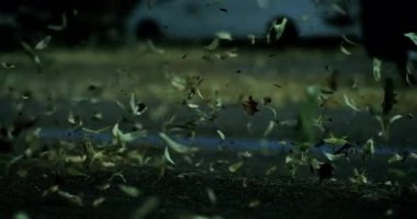 Güçlü bir fırtına asfaltı yırtarken yapraklar havaya uçar ve ani hava değişimi sırasında kaotik ağır çekimde kuru enkazı dağıtır.