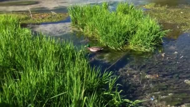 Kaczka Pływa Wśród Roślinności Wodnej Czystego Strumienia Poszukiwaniu Pożywienia — Wideo stockowe