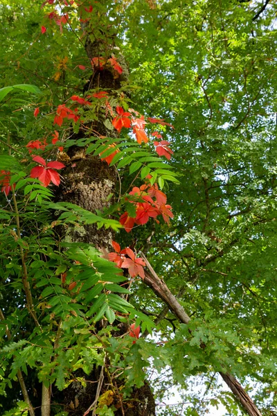 Parthenocissus Quinquefolia Typical Red Leaves Autumn — Stock Photo, Image
