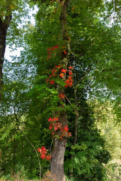 Parthenocissus Quinquefolia Con Foglie Rosse Tipiche Dellautunno — 스톡 사진