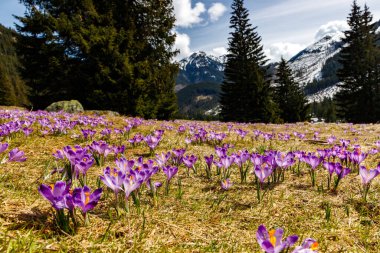 Polonya 'nın yüksek Tatras, Chocholowska Vadisi' nin bahar vadisinde Crocus heuffelianus 'un (Crocus vernus) renkli çiçekleri. Yakın plan.