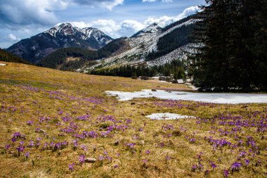 Polonya 'nın yüksek Tatras, Chocholowska Vadisi' nin bahar vadisinde Crocus heuffelianus 'un (Crocus vernus) renkli çiçekleri. Yakın plan.