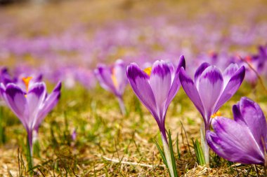 Polonya 'nın yüksek Tatras, Chocholowska Vadisi' nin bahar vadisinde Crocus heuffelianus 'un (Crocus vernus) renkli çiçekleri. Yakın plan.