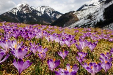 Polonya 'nın yüksek Tatras, Chocholowska Vadisi' nin bahar vadisinde Crocus heuffelianus 'un (Crocus vernus) renkli çiçekleri. Yakın plan.