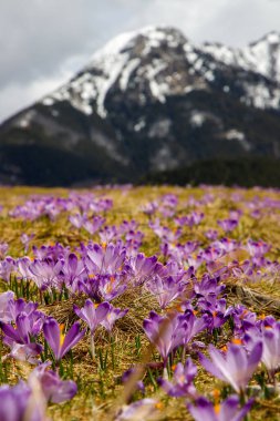 Polonya 'nın yüksek Tatras, Chocholowska Vadisi' nin bahar vadisinde Crocus heuffelianus 'un (Crocus vernus) renkli çiçekleri. Yakın plan.