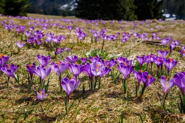 Polonya 'nın yüksek Tatras, Chocholowska Vadisi' nin bahar vadisinde Crocus heuffelianus 'un (Crocus vernus) renkli çiçekleri. Yakın plan.