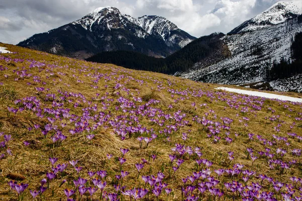 Colorful blooming purple flowers of Crocus heuffelianus (Crocus vernus) in the spring valley of the High Tatras, Poland, Chocholowska Valley. Close-up