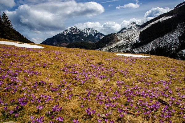 高タトラ ポーランド チョロフスカ渓谷の春の谷にあるクロッカス ヘフフェリアヌス Crocus Heffelianus の色とりどりの紫色の花を咲かせます — ストック写真