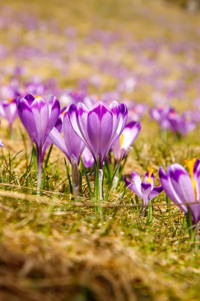 Polonya 'nın yüksek Tatras, Chocholowska Vadisi' nin bahar vadisinde Crocus heuffelianus 'un (Crocus vernus) renkli çiçekleri. Yakın plan.