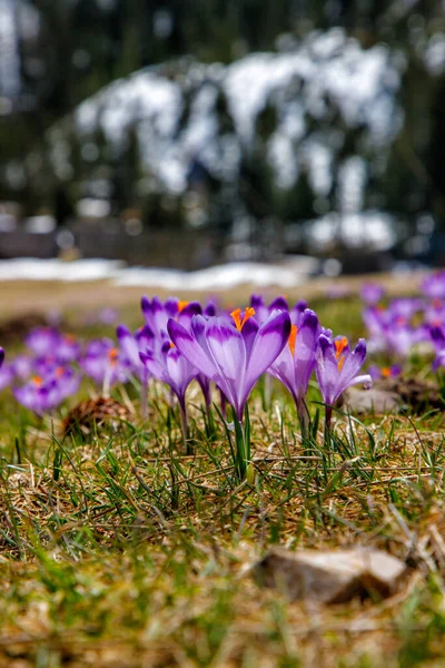 Polonya 'nın yüksek Tatras, Chocholowska Vadisi' nin bahar vadisinde Crocus heuffelianus 'un (Crocus vernus) renkli çiçekleri. Yakın plan.