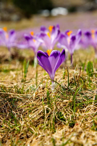 Colorful Blooming Purple Flowers Crocus Heuffelianus Crocus Vernus Spring Valley — Stock Photo, Image