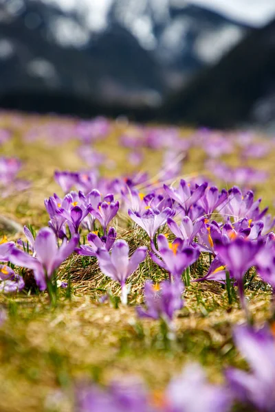 Kolorowe Kwitnące Purpurowe Kwiaty Crocus Heuffelianus Crocus Vernus Dolinie Wiosennej — Zdjęcie stockowe