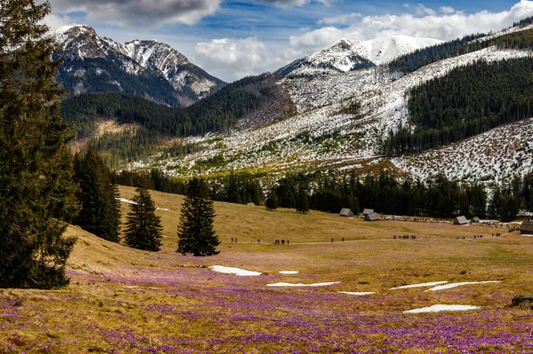 Colorful blooming purple flowers of Crocus heuffelianus (Crocus vernus) in the spring valley of the High Tatras, Poland, Chocholowska Valley. Close-up