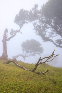 Madeira 'lı Laurisilva ile Posto Florestal Fanal ormanındaki kavisli ağaçların gizemli sisli manzarası. Doğadaki güzellik konsept imajı.