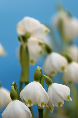 Güzel botanik fotoğrafı, doğal duvar kağıdı.