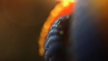 Mavi su yüzeyindeki çiçeğin makro fotoğrafçılığı.