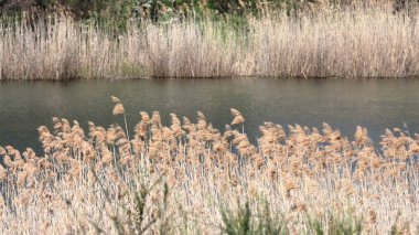 Doğanın güzel manzarası
