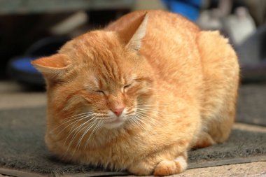 Sokakta kırmızı kedi