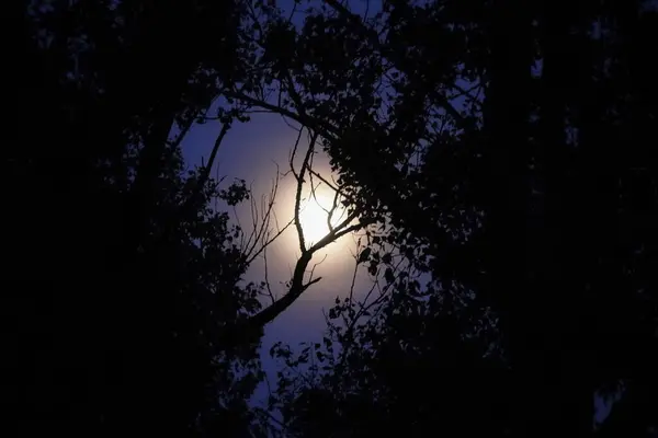 night sky with moon, trees and branches