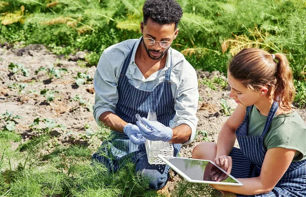 This will help our crops grow bigger and healthier. two young botanists using a digital tablet while fertilizing crops and plants outdoors on a farm