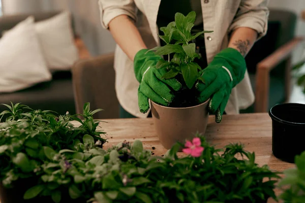 Keras Pot Dan Siap Untuk Tumbuh Tanaman Pot Florist Tak — Stok Foto