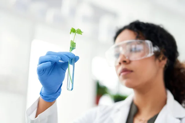 실험들은 주의를 기울일 필요가 과학자 실험실에 식물을 분석하는 — 스톡 사진