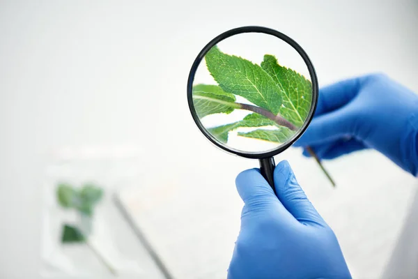 Plants are fundamental to humans and fascinating to study. a female scientist looking at a plant through a magnifying glass