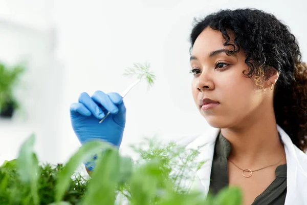 Moim Zadaniem Jest Studiowanie Wszystkich Form Życia Roślinnego Kobieta Naukowiec — Zdjęcie stockowe
